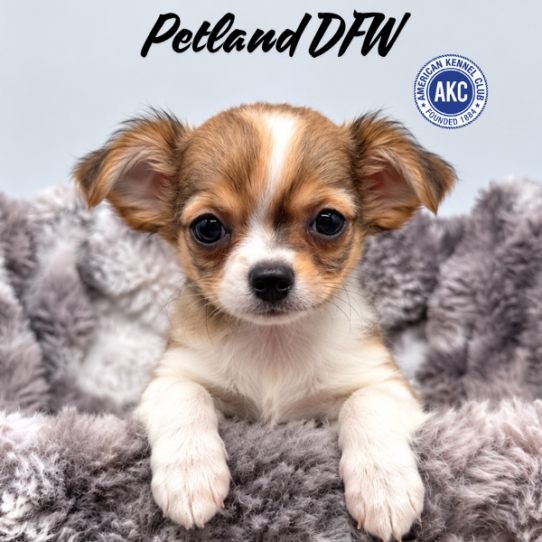 [#262353-02] Brown / White M Chihuahua Puppies for Sale