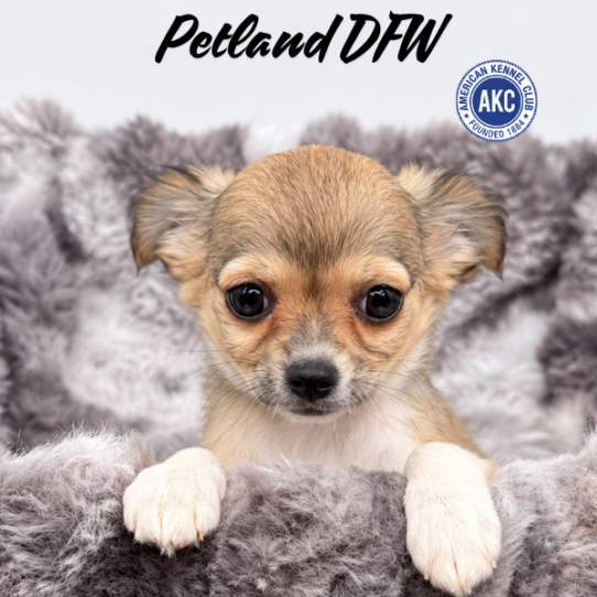 [#262353-03] Brown / White F Chihuahua Puppies for Sale