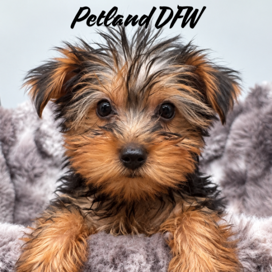 [#262264-06] Black / Tan F Yorkshire Terrier Puppies for Sale