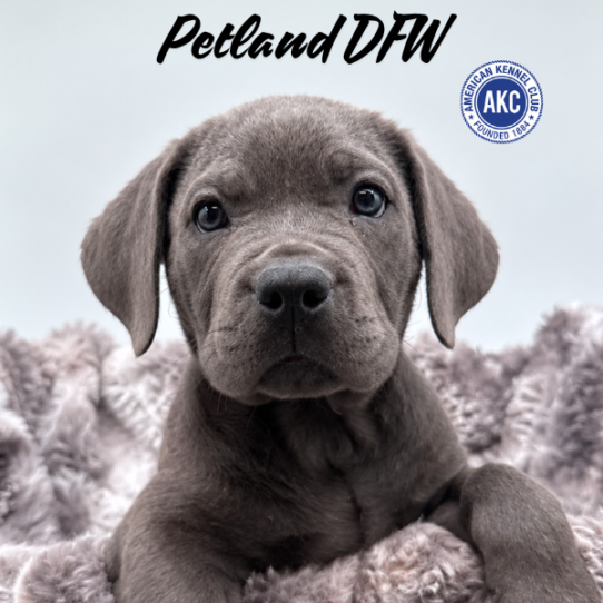 [#262283-08] Blue F Cane Corso Puppies for Sale