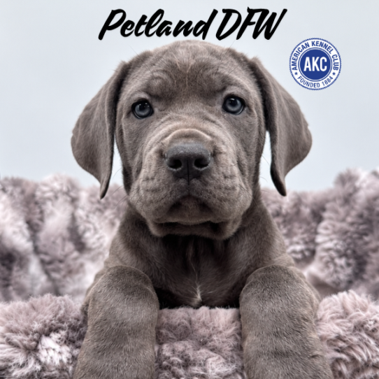 [#262467-04] Blue F Cane Corso Puppies for Sale