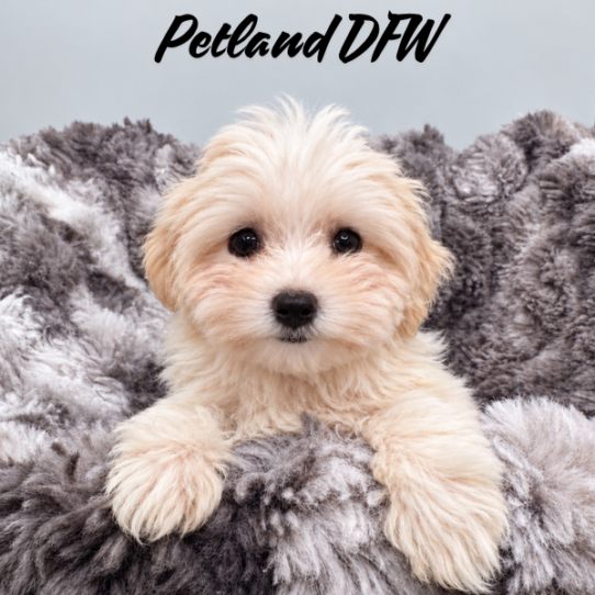 [#26439-01] F Maltipoo Puppies for Sale