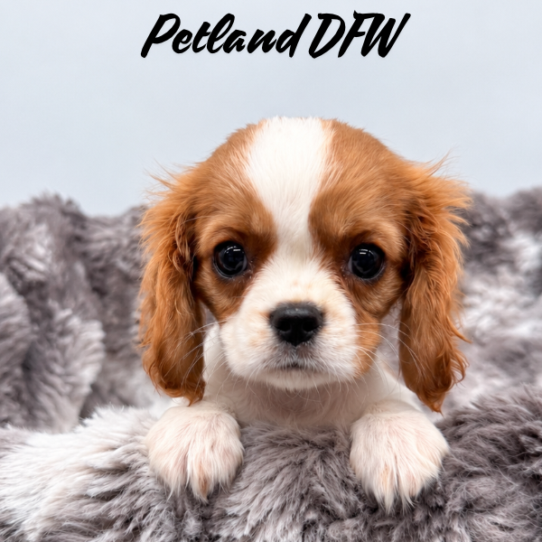 [#N10574] Blenheim M Cavalier King Charles Spaniel Puppies for Sale