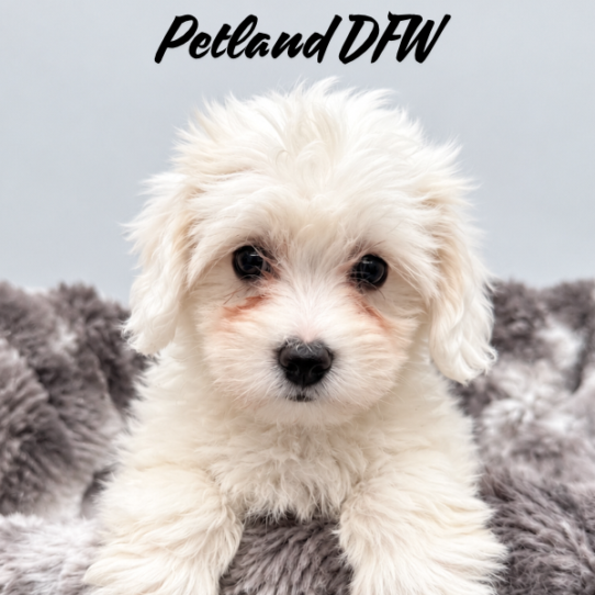 [#N11431] White F Coton De Tulear Puppies for Sale