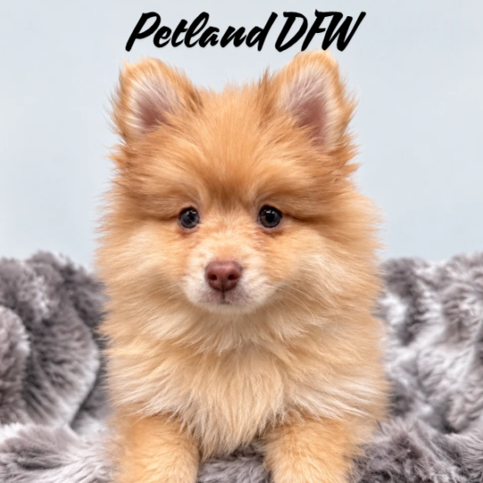 [#N10610] Chocolate Sable M Pomeranian Puppies for Sale