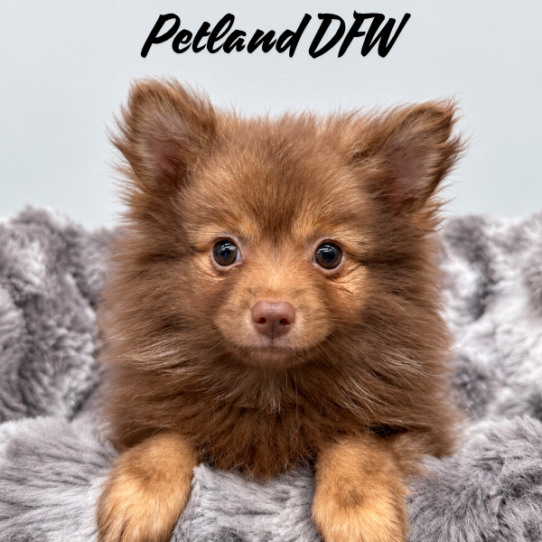 [#N10612] Chocolate and Tan F Pomeranian Puppies for Sale