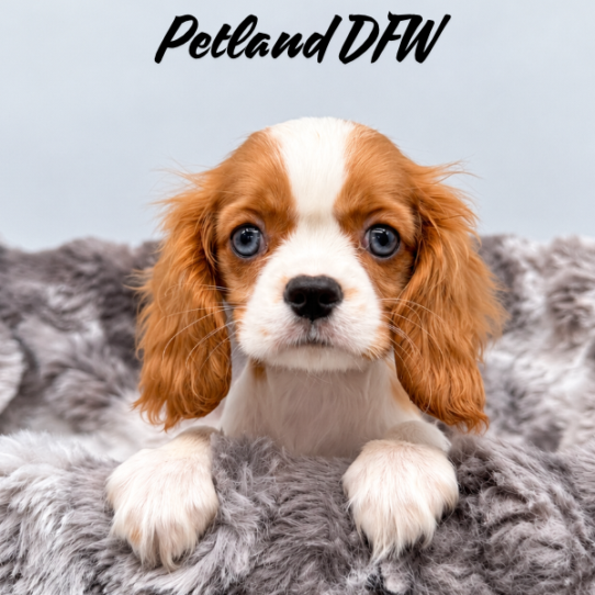 [#N10573] Blenheim F Cavalier King Charles Spaniel Puppies for Sale