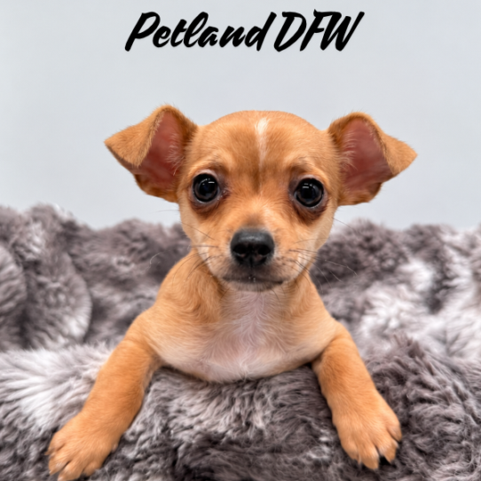 [#N11307] Red M Chihuahua Puppies for Sale