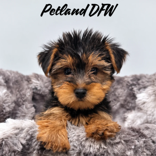 [#N11537] Black and Tan M Yorkshire Terrier Puppies for Sale