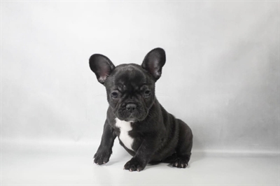 [#N09623] Black F French Bulldog Puppies for Sale