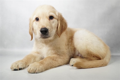 [#N09682] Golden M Golden Retriever Puppies for Sale