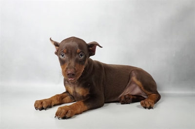[#N09694] Chocolate and Rust M Miniature Pinscher Puppies for Sale