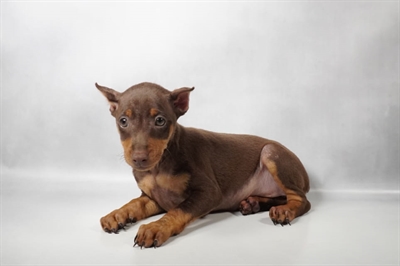 [#N09695] Chocolate and Rust F Miniature Pinscher Puppies for Sale