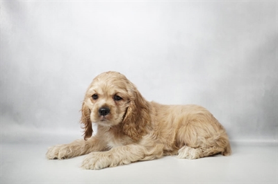 [#N09708] Buff F Cocker Spaniel Puppies for Sale