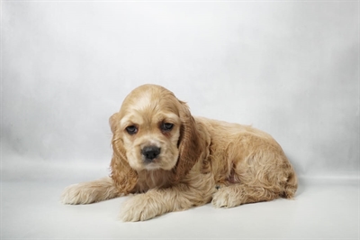 [#N09712] Buff M Cocker Spaniel Puppies for Sale