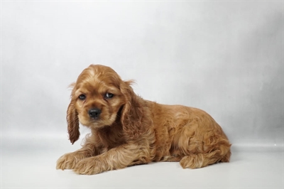 [#N09714] Red F Cocker Spaniel Puppies for Sale
