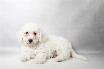[#N09727] White F Bichon Frise Puppies for Sale