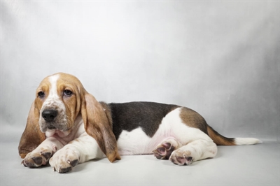 [#N09747] Black Tan and White M Basset Hound Puppies for Sale