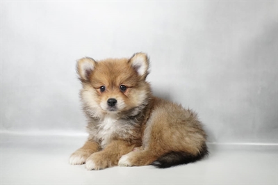 [#N09893] Orange Sable F Pomeranian Puppies for Sale