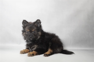 [#N09897] Black and Tan F Pomeranian Puppies for Sale