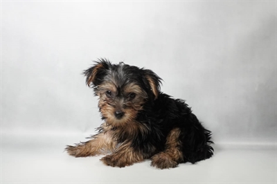 [#N10105] Black and Tan F Morkie Puppies for Sale