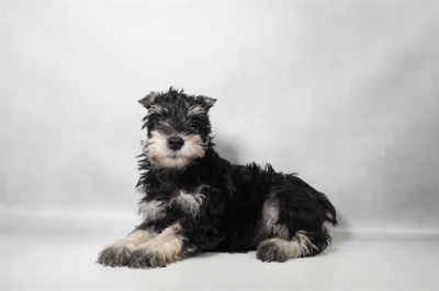 [#N10120] Black and Silver M Miniature Schnauzer Puppies for Sale