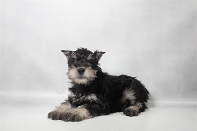 [#N10125] Black and Silver F Miniature Schnauzer Puppies for Sale