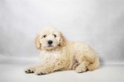 [#N10174] Golden M Mini Goldendoodle F1B Puppies for Sale