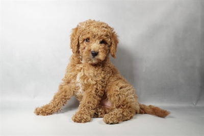 [#N10233] Red F Mini Goldendoodle F1B Puppies for Sale