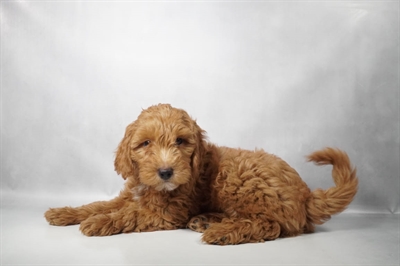 [#N10234] Red F Mini Goldendoodle F1B Puppies for Sale