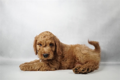 [#N10236] Red M Mini Goldendoodle F1B Puppies for Sale