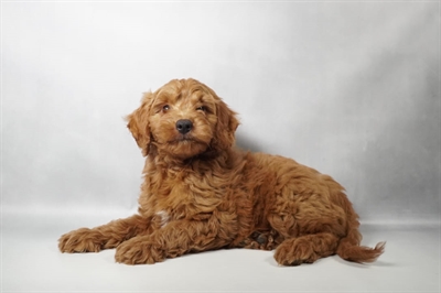 [#N10238] Red M Mini Goldendoodle F1B Puppies for Sale