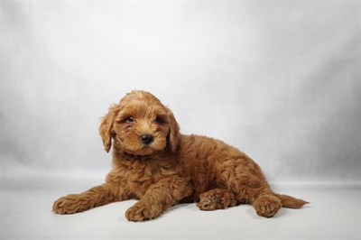 [#N10240] Red M Mini Goldendoodle F1B Puppies for Sale
