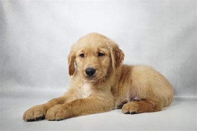 [#N10252] Golden M Golden Retriever Puppies for Sale