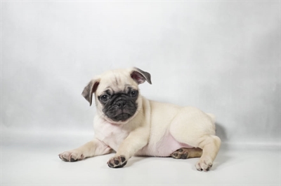 [#N10352] Fawn F Pug Puppies for Sale