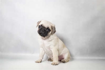 [#N10354] Fawn F Pug Puppies for Sale