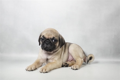 [#N10357] Fawn M Pug Puppies for Sale