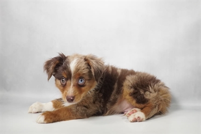 [#N10423] Red Merle M Miniature American Shepherd Puppies for Sale