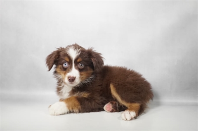 [#N10426] Red M Miniature American Shepherd Puppies for Sale