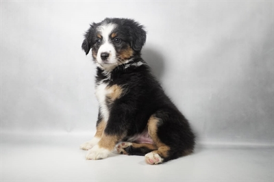 [#N10430] Black White and Tan F Miniature American Shepherd Puppies for Sale