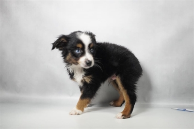 [#N10432] Black White and Tan M Miniature American Shepherd Puppies for Sale