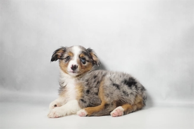 [#N10433] Blue Merle White and Tan F Miniature American Shepherd Puppies for Sale