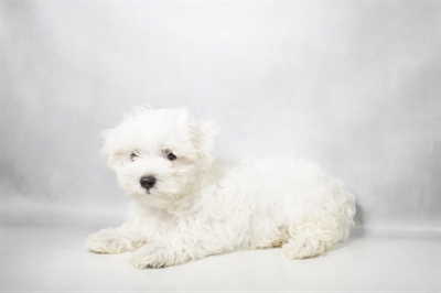 [#N10447] White M Maltese Puppies for Sale
