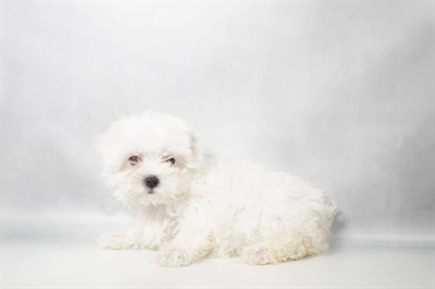 [#N10448] White F Maltese Puppies for Sale