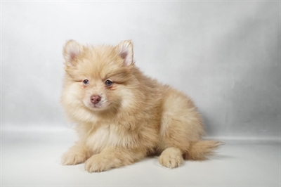 [#N10610] Chocolate Sable M Pomeranian Puppies for Sale