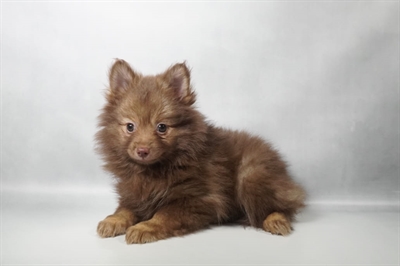[#N10612] Chocolate and Tan F Pomeranian Puppies for Sale