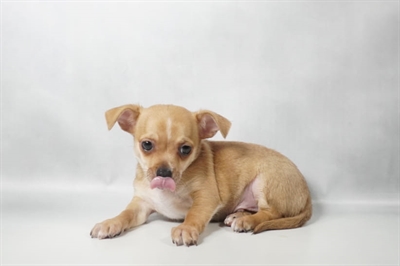 [#N11307] Red M Chihuahua Puppies for Sale