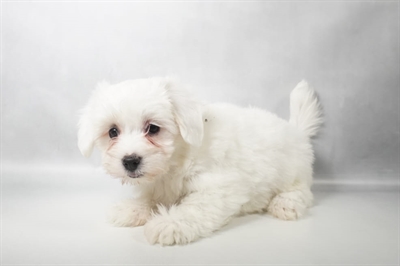 [#N11431] White F Coton De Tulear Puppies for Sale