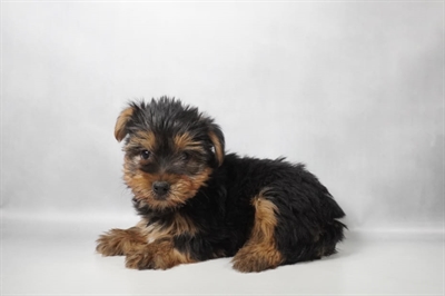 [#N11537] Black and Tan M Yorkshire Terrier Puppies for Sale