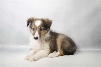 [#N12023] Sable and White F Shetland Sheepdog Puppies for Sale